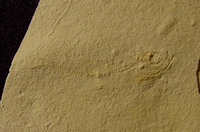 Leptolepides sprattiformis (BLAINVILLE 1818) - Bild © FossNet FossilienStore